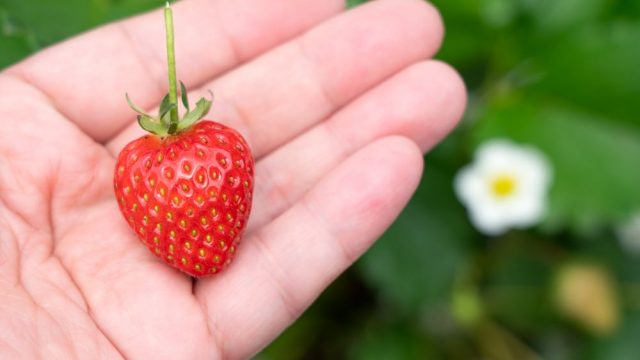 いちご狩り 持ち物